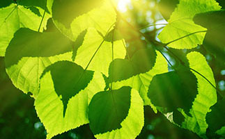 Sciences de la vie et de la terre Sciences de la vie et de la terre